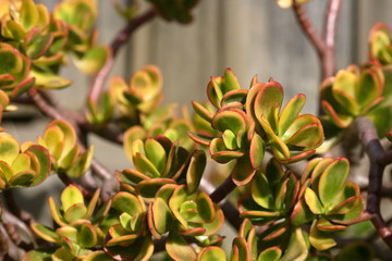 Crassula Ovata Succulent Plant