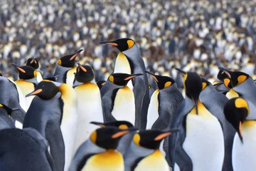 Foto op Canvas King penguins at Saint Andrew's Bay, South Georgia Island © Takashi