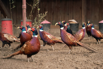 Many male common pheasants on the bird breeding farm. All birds are wearing plastic beak attachments to prevent feather pecking and fights.