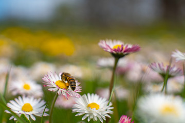 Honey Bee Springtime Scene pollinating White and Yellow English Daisy Flowers on Summer Flower Field in Swedish Landscape. 