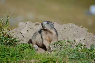 Alpine Marmot - Marmota - Vanoise National Park - french Alps