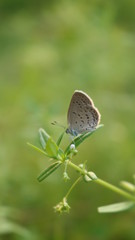 butterfly on a green leaf