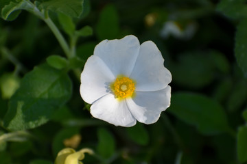 Obraz premium Blossom of a Cistus plant (white sage-leafed rockrose) in closeup