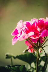 close-up of pink geranium in the sun