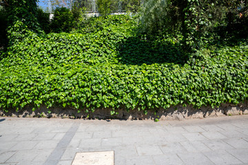 Fototapeta premium Green leaves wall background
