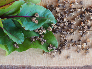 Beet leaves and seeds for planting in the garden on a wooden board closeup, top view. The pattern of agricultural plants for the printing, design cover