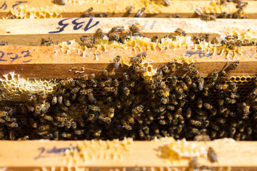 Closeup of a frame with a wax honeycomb of honey with bees on them. Apiary workflow.