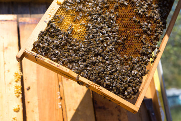 Closeup of a frame with a wax honeycomb of honey with bees on them. Apiary workflow.