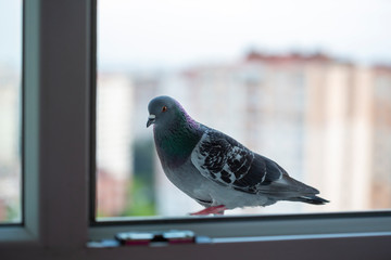 pigeon bird standing