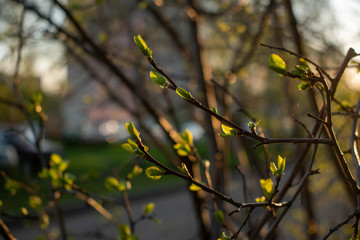 Nature