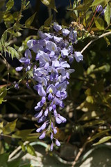 Blüte des Blauregens