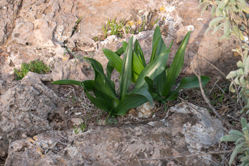 small plant growing on a rock