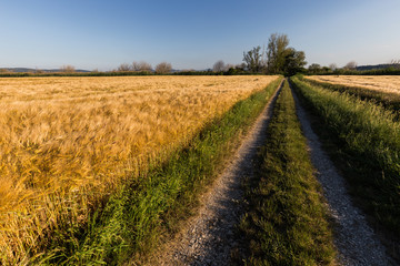 A path in the middle of a cultivated field full of golden wheat with some trees at distance, beneath a blue sky