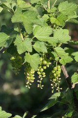 Johannisbeerstrauch im Frühling