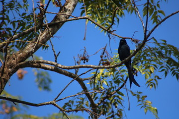 crow on tree