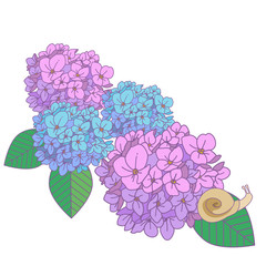 カタツムリと紫陽花
