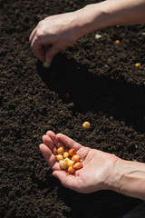 sowing onion in the hands of a female farmer