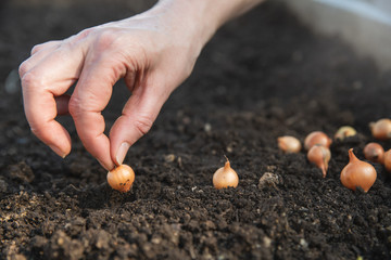 Onion seeds are planted in the ground.  close-up of hand
