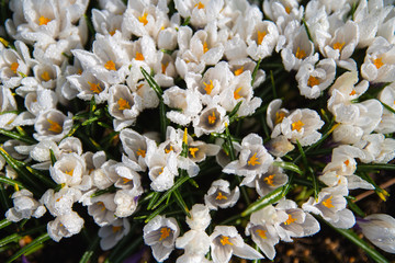 A lot of beautiful white crocus flower in drops of water on a sunny spring day. Top view