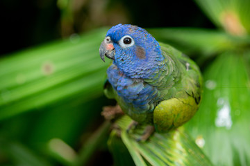 Photo of a blue headed parrot shot at Colombia 