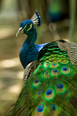 Naklejka premium Photo of a Peacock shot at Kerala 