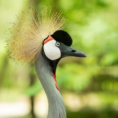 Photo of a Grey crowned Crane shot at Congo 
