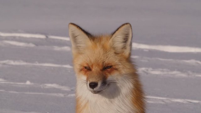 Close up of alert red fox on snow during sunny day, wild animal relaxing in sunlight during winter - Jackson, Wyoming
