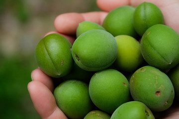 梅の収穫。harving fresh plums with hands