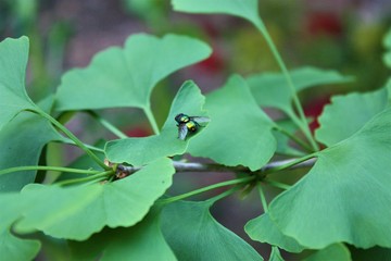 mosca verde ginkgo biloba