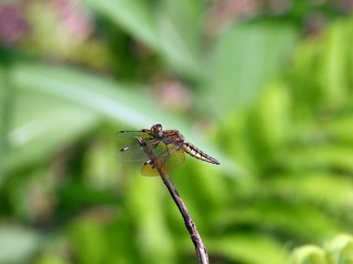 Dragonfly sitting on a twig