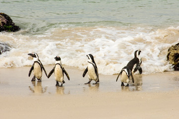 penguin family on the beach