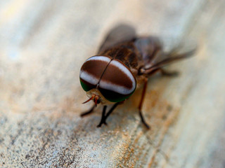close-up portrait of a fly with a white head pattern