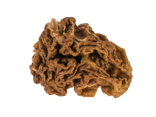 Large mushroom gyromitra isolated on a white background.