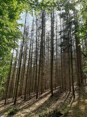 Obraz premium Living and lifeless trees side by side