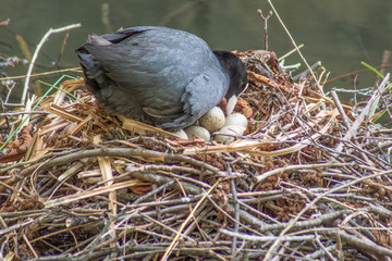 łyska na gnieździe  © Henryk Olszewski