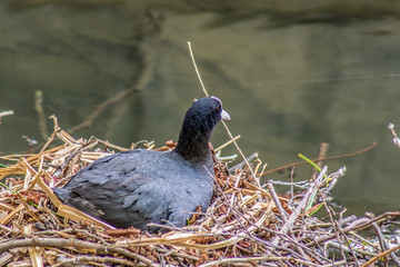 łyska na gnieździe  © Henryk Olszewski