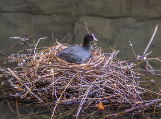 łyska na gnieździe  © Henryk Olszewski