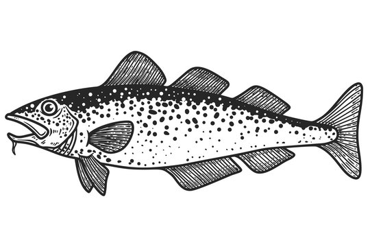 Illustration of cod  fish in engraving style. Design element for logo, label, sign, poster, t shirt. Vector illustration