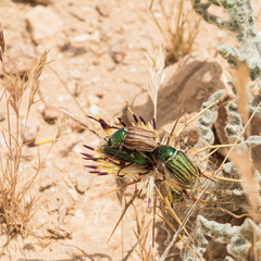 a cluster of three green striped Glaphyrus orbachi scarab beetles trying to eat the same thistle flower in the negev desert in israel