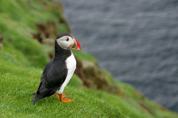 atlantic puffin or common puffin