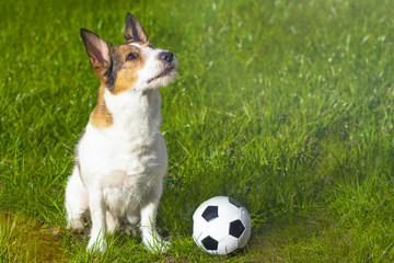 Happy dog sits on green grass, looks at the top. Funny puppy sits in front of a soccer ball Copy Space