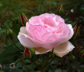 fragrant pink rose in garden