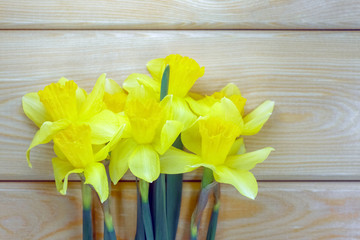 yellow daffodil on a wooden background isolate