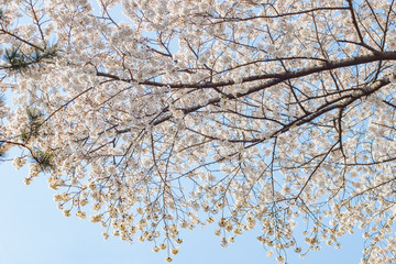 桜のテクスチャ