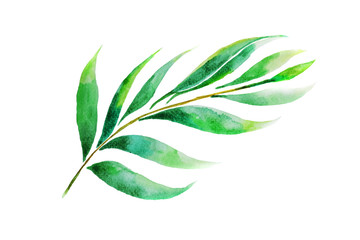Green leaves Watercolor hand painting on white paper Background