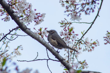餌を食べる小鳥