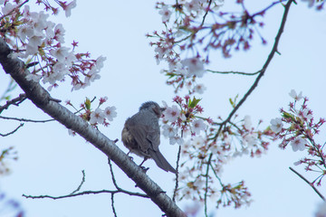 一心不乱に餌を食べる小鳥