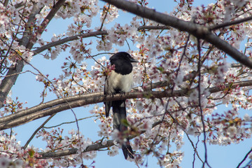 休憩する鳥