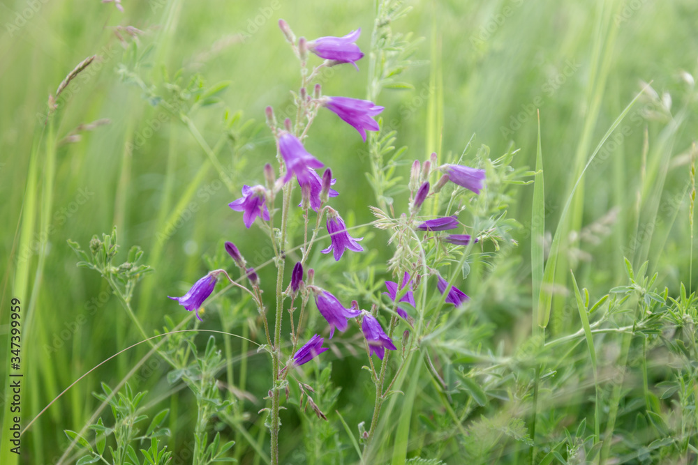 Wall mural meadow grasses, green summer lawn with bright blooming purple campanula flowers. flowery background.