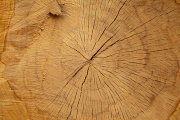 Stump of a big old tree felled - section of the trunk with annual rings